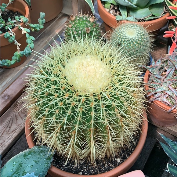 Meet your Posher, Tina - Picture 1 of 1